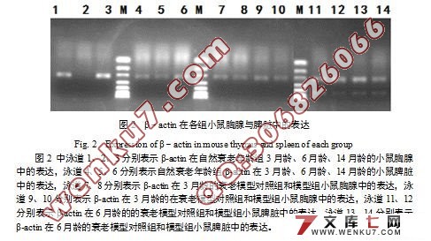 ϸ������SOCS3��Gfi-1��IL-2���������Gadd45��Bcl2��С��˥�Ϲ����е�ת¼�����о�