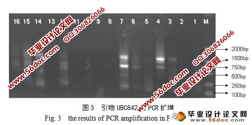 ��������ISSR-PCR�����������Ż�������ɸѡ